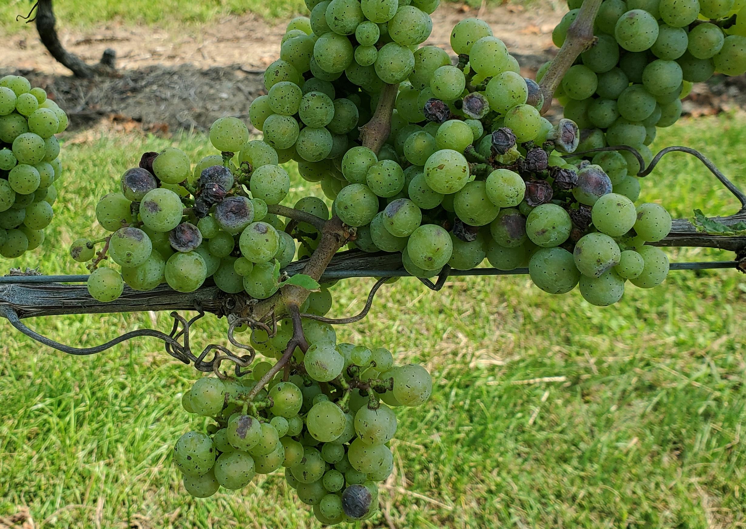 Sun damage symptoms to grape clusters.